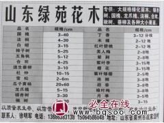 3-40公分国槐树 山东苗木网 国槐基地 国槐行道树图1