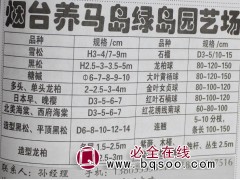 3-4米雪松树 雪松造型树 烟台雪松基地 绿岛园艺 山东苗木图1