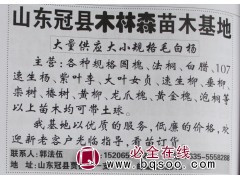 大量供应大小规格毛白杨 冠县毛白杨基地 木林森苗木 毛白杨图1