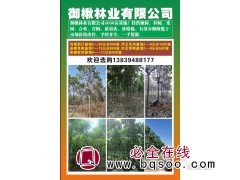 河南苗木网 御楸林业 楸树基地 800亩楸树供应 楸树苗图1