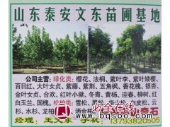 常年供应樱花树 速生樱花 晚樱 山东苗木网 文东苗圃基地图1