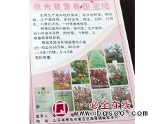 专供樱花树，各种系列樱花树，高杆樱花，山东苗木，碧雪春园艺图1