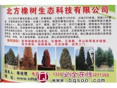 专营白皮松 华山松 山东苗木网 白皮松价格表 北方橡树生态图1