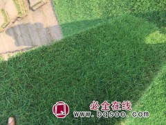 果岭草与黑麦草混播，四家常绿大量15961543375图3