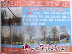 2-30公分白蜡树@白蜡价格@白蜡树@惠民苗木基地@白蜡图1