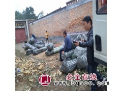 核桃苗 山西占地核桃苗 品种核桃苗大量出售图3