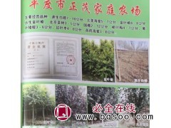 速生白蜡7~10公分@白蜡树@老白蜡树@山东苗木网@正茂苗木图1