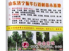 3-40公分合欢树@山东苗木网@精品合欢树@振华行道树苗木图1