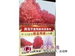 9-15公分精品绚丽海棠@绚丽海棠基地@山东苗木@绚丽海棠图1