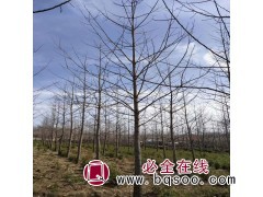 专供银杏树1-80公分@银杏基地@银杏价格表@李氏银杏树@图1