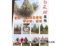 1-6米白皮松@华山松@油松@白皮松基地@陕西白皮松价格表图1