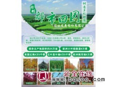 美国红枫4.5万棵现货供应@美国红枫@都市田园@美国红枫苗图1