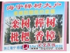 低价供应榉树@海宁榉树基地@浙江花木网@榉树基地@榉树价格图1