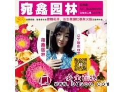 质优美女樱批发/美女樱营养杯/绿化双色盆美女樱报价/宛鑫园林图1