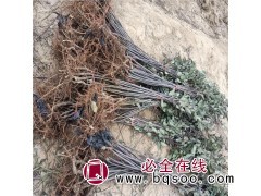 烟富6号苹果苗批发 矮化烟富苹果树苗价格 现挖现卖 农艺苗木图2