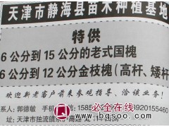 6-15公分老式国槐@天津国槐价格@国槐树@静海苗木基地图1