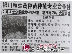 2-3公分重瓣绿叶榆叶梅大量出售 银川苗木网 和生茂种苗图1