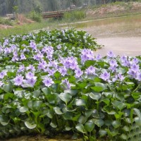 供应各种工程绿化小苗 基地直销 优质凤眼莲水葫芦 泊美生态园