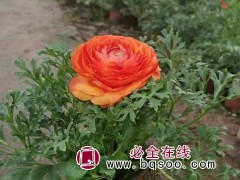 芹叶牡丹