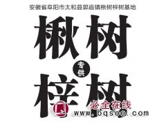 1-30公分的楸树、梓树小苗量大；新品种楸树 安徽楸树基地图1