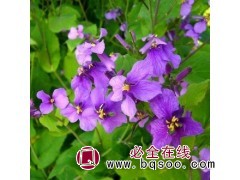 秋冬热销花卉二月兰种子批发 耐寒早春花海诸葛菜 万花谷生态图1