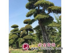 供湖北刺冬青（柞树） 春禾园林 柞树基地 柞树盆景 柞树造型图1