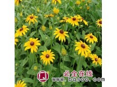 黑心菊杯苗 多年生宿根花卉黑心菊 耐寒黑心菊价格 李想花卉图1