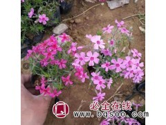 丛生福禄考芝樱图1