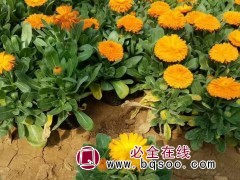 金盏菊