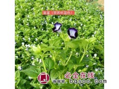 夏堇种植基地 夏堇批发价格 青州红艳艳时令草花夏堇钵苗大量图1