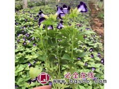 夏堇苗 蝴蝶花 夏堇花苗基地 承玉花卉苗木 山东夏堇钵苗价格图1