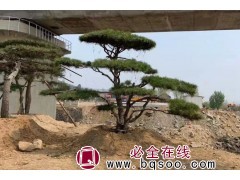 山东景观设计公司_庭院设计_造型松黑松基地_济南市菲凡园林图1