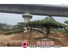 山东景观设计公司_庭院设计_造型松黑松基地_济南市菲凡园林图2