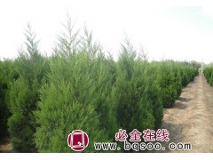 蜀桧价格_蜀桧价格多少钱_河南蜀桧基地-德海种植合作社图1