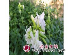 鞍山肥皂草 肥皂草小苗 肥皂草钵苗 肥皂草价格 宛鑫园林图1