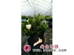 香雪新品种栀子花 嵊州市栀香花木有限公司 栀子花苗批发图1