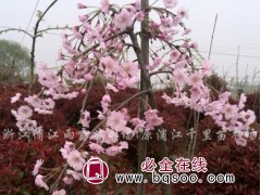 雨露苗木垂枝樱花_专业生产垂枝樱花 浦江县雨露苗木场图1