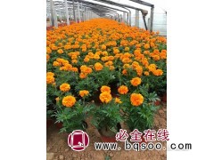 万寿菊_黄楼花卉_基地直供万寿菊_潍坊培亮园林绿化有限公司图1