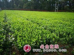 黑果花楸 黑果花楸价格 东北黑果花楸苗基地 开原市洪叶苗圃图1