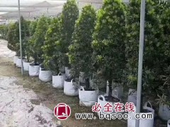 美植袋图1