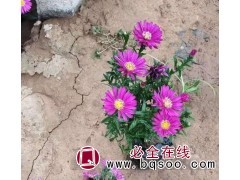 荷兰菊报价表 宿根花卉苗批发 鞍山宿根花卉 鞍山百卉园艺场图1