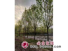 直销5-15公分精品白蜡 白蜡价格 白蜡批发 菏泽市根发苗木图1