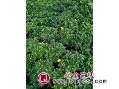 菊花千头菊国庆菊大量供应图1