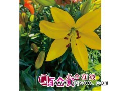 百合花苗图1