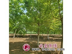 3-16公分元宝枫 东北元宝枫基地 元宝枫价格 盘锦绿云苗木图1