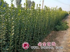 大量批发北海道黄杨 量大从优成活高薄利多销 利昂花卉苗木图1