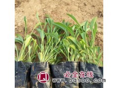 金鸡菊批发基地 耐寒草花 大花金鸡菊供应 莉娜宿根花卉基地图1