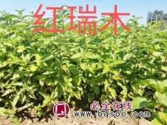 红瑞木苗价格 红瑞木供应 东北红瑞木小苗 开原景林苗圃基地图1