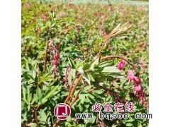 蒲包花小苗-蒲包花小苗 东北苗木 鞍山春城花卉园 鞍山花卉图1