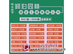 2021秋～2022春出圃苗木小叶丁香15万株 润泊园林图1